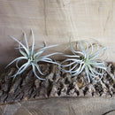 CHIVE Artificial Air Plants — Bulk Set of 5, Small — Ultra Realistic Fake Tillandsia Bromeliad Plants — Decorative Faux Succulents for Home & Office Decor — No Care Needed! by GreenHaven Gardens