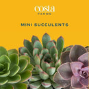 Costa Farms Mini Succulents (48 Pack), Live Succulent Plants in Decor Pots, Indoor Houseplants in Potting Soil, Party Favor Gifts, Bulk Baby Shower, Bridesmaid, 2-Inches Tall by GreenHaven Gardens