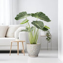 10 Inch Ceramic Planter Pot Large Plant Pot for Indoor Plants Outdoor Round Flower Pot with Drainage Hole and Saucer for Home Garden Decor White by GreenHaven Gardens