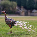 VEWOGARDEN Peacock Outdoor Statues Metal Peacock Tail Spread Garden Sculptures & Statues for Yard Lawn Patio Pool Outside Decorations, Blue & Bronze by GreenHaven Gardens