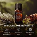 Gya Labs Silver Fir Essential Oil for Diffuser - 0.34 Fl Oz - 100% Pure Natural Silver Fir Oil for Skin, Hair, Aromatherapy & Candle Making Scent by CozyNest Decor