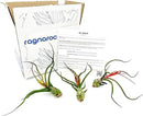 Air Plants - Flowering Tillandsia Bulbosa Guatemala, Large 3-5" - 3ct - Live Arrival Guaranteed - House Plants for Home Decor & Gift by GreenHaven Gardens