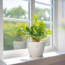 6.9 Inch Ceramic Plant Pot for Indoor Plants Outdoor Round Planter Flower Pot with Drainage Hole and Saucer for Home Garden Office Decor White by CozyNest Decor