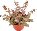 Live Succulents 'Calico Kitten' (4-inch), Succulent Plants Fully Rooted in Pots with Soil, Easy-Care House Plant for DIY, Home Office Decor, Wedding Party Favor by GreenHaven Gardens