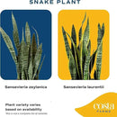 Costa Farms Snake Plant, Live Indoor Sansevieria Plant, Easy to Grow Succulent Houseplant Potted in Indoor Plant Pot, Potting Soil Mix, Home and Room Decor, Fits Shelves, Tabletops, 8-Inches Tall by GreenHaven Gardens