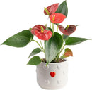 Costa Farms Anthurium Plant, Live Indoor Houseplant with Red Flowers, Easy Grow Flowering House Plant in Cute Décor Pot, Birthday, Housewarming, Get Well Soon, Home, Room, Office Décor, 12-Inches Tall by GreenHaven Gardens
