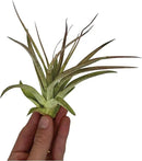 Air Plants - Tillandsia Brachycaulos Multiflora, Jumbo 5-7" - 5 ct - Live Arrival Guaranteed - House Plants for Home Decor & Gift by GreenHaven Gardens