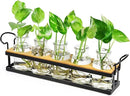 THYGIFTREE Plant Propagation Stations with Metal Stand, Tabletop Plant Terrarium for Propagating Hydroponic, Retro Glass Planter Flower Vase Home Kitchen Office Decor, Plant Lover Gifts, 5 Jars by GreenHaven Gardens