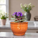 African Violet Pots Self Watering Round Ceramic Violet Pot (Orange, 6 inch) by GreenHaven Gardens