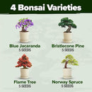 Bonsai Tree Kit - Gifts for Men & Women - Grow 4 Bonsai Trees - Unique Gardening Crafts for Adults, DIY Hobbies for Plant Lovers & Gardeners - Unusual Christmas Gift Ideas for Mom & Dad by GreenHaven Gardens