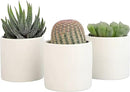 Plants for Pets Live Low Light House Plants in Ceramic Succulent Pots (3 Pack), Gasteria Succulent Plant and Cactus Plants Live with Potting Soil, Haworthia Succulents for Indoor Growing Home Décor by GreenHaven Gardens