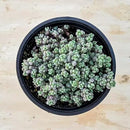 Live Succulents Sedum Dasyphyllum (4-inch), Succulent Plants Fully Rooted in Pots with Soil, Easy-Care House Plant for DIY, Home Office Decor, Wedding Party Favor by GreenHaven Gardens
