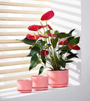 Ton Sin Plant Pots, 4.1+5.1+6.5 inch, Set of 3, Ceramic Planters with Drainage Hole and Saucer, Indoor Flower Pot with Hole Mesh Pad, Gifts for Mom(Matte Orange) by GreenHaven Gardens