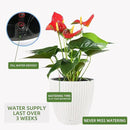 Dexceder 18x17 Inches Rattan Self Watering Planter Indoor Outdoor, Inner Pot Design, Thickened Table Flower Plant Pot with Water Level Indicator (Ivory White) by CozyNest Decor