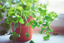 Cilantro Plant Potting Mix - Unlock Rich Growth and Flavorful Leaves with Our High-Performance Formula - 20 Quart by GreenHaven Gardens
