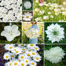 Eden Brothers Cloud 9 Flower Mixed Seeds for Planting, 1/4 lb, 120,000+ Seeds with White Candytuft, Cosmos Purity | Attracts Pollinators, Plant in Spring or Fall, Zones 3, 4, 5, 6, 7, 8, 9, 10 by GreenHaven Gardens