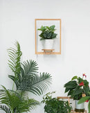 yadoker Wall Planters for Indoor Plants,Bamboo Hanging Plant Holders, Wall Decor Plant Stand, 2-Pack Window Plant Shelves for Living Room & Entryway by GreenHaven Gardens