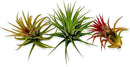 Air Plants Bulk - Tillandsia Ionantha Wholesale Pack, Regular 1-3" - 25ct - Live Arrival Guaranteed - House Plants for Home Decor & Gift by GreenHaven Gardens