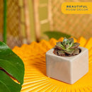 Costa Farms Succulent Plant, Live Indoor Mini Succulent Plant in Cute Succulents Plant Pot, Potting Soil Mix, Grower's Choice, Easy Grow Houseplant, Tabletop, Office, Room Decor, 2-Inches Tall by GreenHaven Gardens