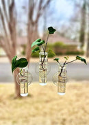 The Little Window Propagator | Window Propagation Station with Removable Glass Tubes, Indoor Plant Clippings, Cut Flowers, Herbs, Succulents | Home Decor | Plant Lover Gift (3) by GreenHaven Gardens