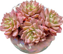 FWPP Succulents Live Echeveria Margaret,Pink Multi Headed Clustered Rare Plants,Bare Root Without Pot Soil,Indoor Live Succulent Plants are Suitable as Gifts and Decorations by GreenHaven Gardens