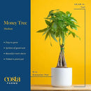 Costa Farms Money Tree, Easy Care Indoor Plant, Live Houseplant in Ceramic Planter Pot, Bonsai Potted in Potting Soil, Home Décor, Birthday Gift, New Home Gift, Outdoor Garden Gift, 16-Inches Tall by GreenHaven Gardens