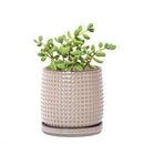 D'vine Dev 4 Inch Ceramic Beaded Stoneware Planter Pot - Flower Pot with Drainage Holes and Saucers for Indoor Succulent Plants or Flowers, Light Brown, 27-C-Z-4 by GreenHaven Gardens