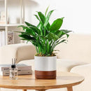 vancasso Ceramic Plant Pots, 3 Piece Planters for Indoor Plants, 4.25+5.25+6.25 Inch Flower Pots with Drainage, Plant Pots Indoor for Succulent, Pothos, Snake Plant and Money Tree, Etc (Khaki) by GreenHaven Gardens