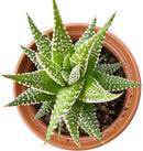 Live Succulents Haworthia fasciata 'Big Band' (4-inch), Succulent Plants Fully Rooted in Pots with Soil, Easy-Care House Plant for DIY, Home Office Decor, Wedding Party Favor by GreenHaven Gardens