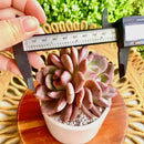 FWPP Live Succulent Echeveria Ariel,3.5 Inches Mini Red Succulents Plants Live,Bare Root Without Pot Soil,Rare House Plants for Gift Party Wedding Garden Baby Shower DIY Decor by GreenHaven Gardens