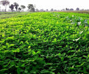 Outsidepride Annual Berseem Clover Seeds for Lawn - 50 lbs. High-Yield, Fast-Growing Clover Cover Crop Seeds for Food Plots, Cattle Forage & Nitrogen-Rich – Ideal for Pastures & Soil Improvement by GreenHaven Gardens
