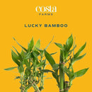 Costa Farms Lucky Bamboo Plant, Easy to Grow Live Indoor Houseplant in Ceramic Planter Pot, Potting Mix, Grower's Choice, Perfect for Home Tabletop, Office Desk, Shelf, Zen Room Decor, 12-Inches Tall by GreenHaven Gardens