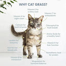The Cat Ladies Cat Grass Growing kit with Organic Cat Grass Seed, Soil and Two Ceramic Planters with Bamboo Trays Natural Hairball Remedy by GreenHaven Gardens