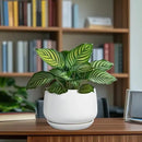 G EPGardening Ceramic Pots for Plants - 7 Inch Planter for Indoor Plants, Round Flower Pots with Drainage and Saucer, Modern Outdoor Planter, Garden Decor, Home Gifts, White by GreenHaven Gardens