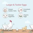 Chicken Grit for Layer & Grower Chickens Age 8-20+ Weeks - 100% Natural Mineral Chicken Grit Quartzite, Poultry Grit, USA Mined, 50 lbs by GreenHaven Gardens