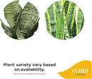 Costa Farms Live Indoor Snake Plant, Easy to Grow Mother in Laws Tongue, Sansevieria Houseplant, in Flower Pot Planter for Room and Home Décor, Housewarming, 8-Inches Tall by GreenHaven Gardens