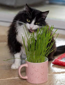 Cat Grass Refill Kit, Includes Seeds and Peat Soil Pellets, 3 Pack, Certified Organic (3 Seed Packs) by GreenHaven Gardens