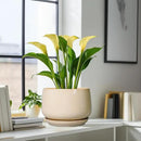 G EPGardening Ceramic Plant Pots - 9 Inch Round Planter, Ceramic Flower Pots with Drainage and Saucer, Modern Indoor Outdoor Planter, Room Decor, Home Gifts, Beige by GreenHaven Gardens