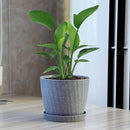 6 Inch Plant Pots Bulk, 6 Pack Plastic Planters with Drainage Holes and Saucers for Indoor Outdoor House Plants and Flowers, Grey Spots by GreenHaven Gardens
