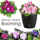 Self-Watering Pots for Indoor Plants, 6-Pack 6.7'' Self Watering Planter with Drainage Holes, Small African Violet Pots with Water Indicator, Clear Wick Pot, Black by CozyNest Decor