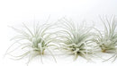 Air Plant Shop 10 Pack Rare Tectorum Ecuador Air Plants - Unique, Bright White, Nursery-Grown Tillandsia House Plant with Fuzzy Trichomes for Terrariums, Driftwood & Living Walls - Wholesale by GreenHaven Gardens