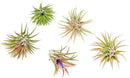 12 Pack Air Plants Ionantha Mexican-Colors and Shape Varies Due to Seasonality-Live Tillandsia Succulent for House Air Plants Holder-Available in Wholesale and Bulk-Easy Care Indoor and Outdoor Plants by GreenHaven Gardens