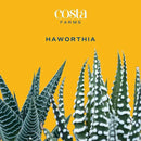 Costa Farms Haworthia Succulent, Easy to Grow Live Plant in Indoor Houseplant Pot, Potting Soil, 4-Inches Tall, Home & Room Decor by GreenHaven Gardens