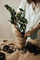 Zamioculcas Plant Potting Soil - All-Natural Blend for Thriving Zamioculcas Plants - Boosts Root Health and Distinctive Beauty - 10 Quart by GreenHaven Gardens