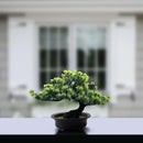 Artificial Plants Greenery Bonsai, Room Decor Fake Bonsai Tree for Home Decor Indoor Bookshelf Office Desk Bathroom Farmhouse Decor, Tall 9.5" by GreenHaven Gardens
