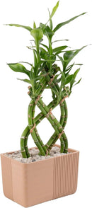 Costa Farms Lucky Bamboo Plant, Easy to Grow Live Houseplant in Indoor Bamboo Pot, Potting Mix, Grower's Choice, Birthday Gift, Home, Office, Plant Shelf Zen Room Decor, 12-Inches Tall by GreenHaven Gardens