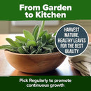 HOME GROWN White Sage Seeds 646 Pack 𝗡𝗢𝗡-𝗚𝗠𝗢, 𝗨𝗦𝗔-𝗦𝗢𝗨𝗥𝗖𝗘𝗗 Heirloom Seeds - Grow Aromatic Sage Plants for Your Herb Seeds Garden with Sage for Planting Outdoor or Indoor (Salvia apiana)