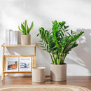 vancasso Ceramic Planters, Plant Pots for Indoor Plants, 6.25+8.25+10.25 Inch Ceramic Pots for Plants, Flower Pots with Drainage Holes (Gray, 6.25+8.25+10.25 Inch) by CozyNest Decor