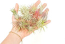 12 Pack Assorted Ionantha Air Plants - Wholesale and Bulk - Succulents - Live Tillandsia - Easy Care Indoor and Outdoor House Plants by GreenHaven Gardens