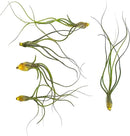 Live Air Plants - Tillandsia Butzii, Jumbo 7-9" - 5ct - Live Arrival Guaranteed - House Plants for Home Decor & Gift by GreenHaven Gardens